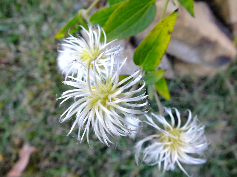 White nature swirl