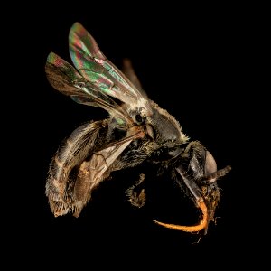 Dufourea monardae, F, Side, WI, Eau Claire County 2014-03-06-12.17.22 ZS PMax