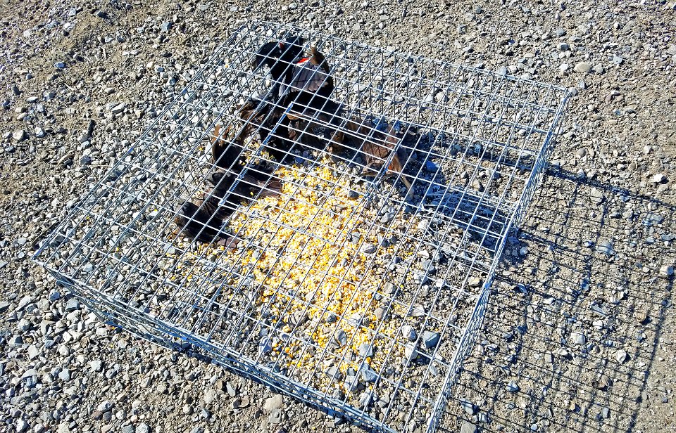 Tricolored blackbird that were baited with cracked corn