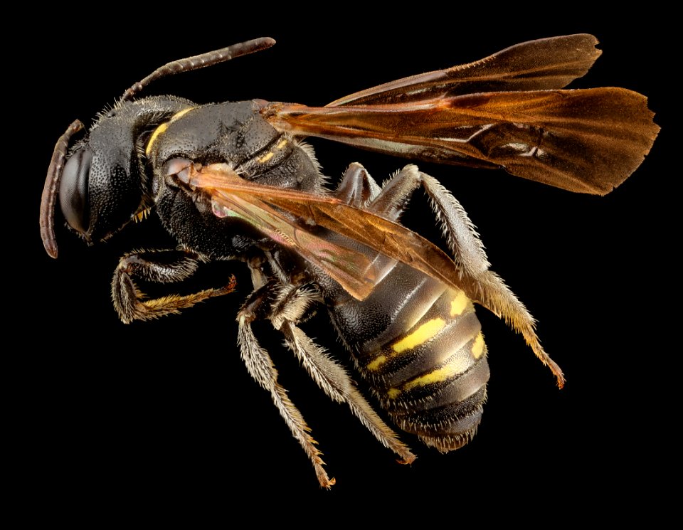 Psaenythia species, m, argentina, angle 2014-08-07-16.30.13 ZS PMax