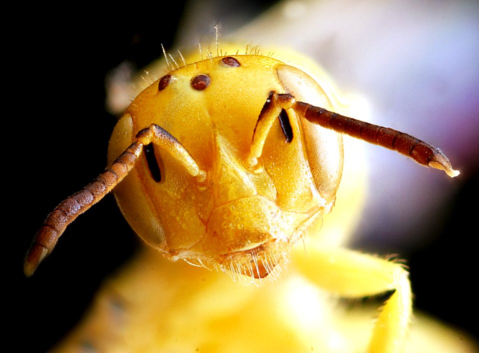 Perdita luteola, female, face 2012-08-01-16.02.40 ZS PMax