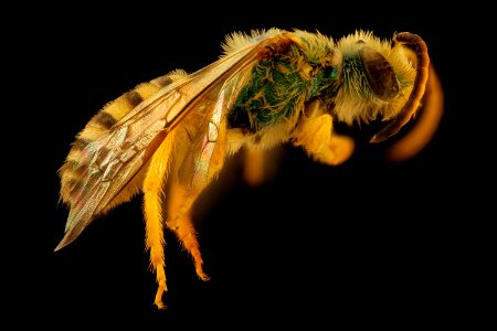 Agapostemon nasutus, m, right, Bagaces, Costa Rica 2018-08-10-11.47.13 ZS PMax UDR