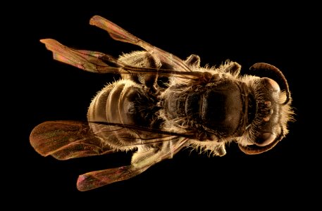 Chilicola species, f, back, Site 19, Chile 2018-07-13-20.30