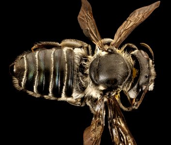 Megachile pruina, f, charlotte county, fl, back 2016-08-24-13.21