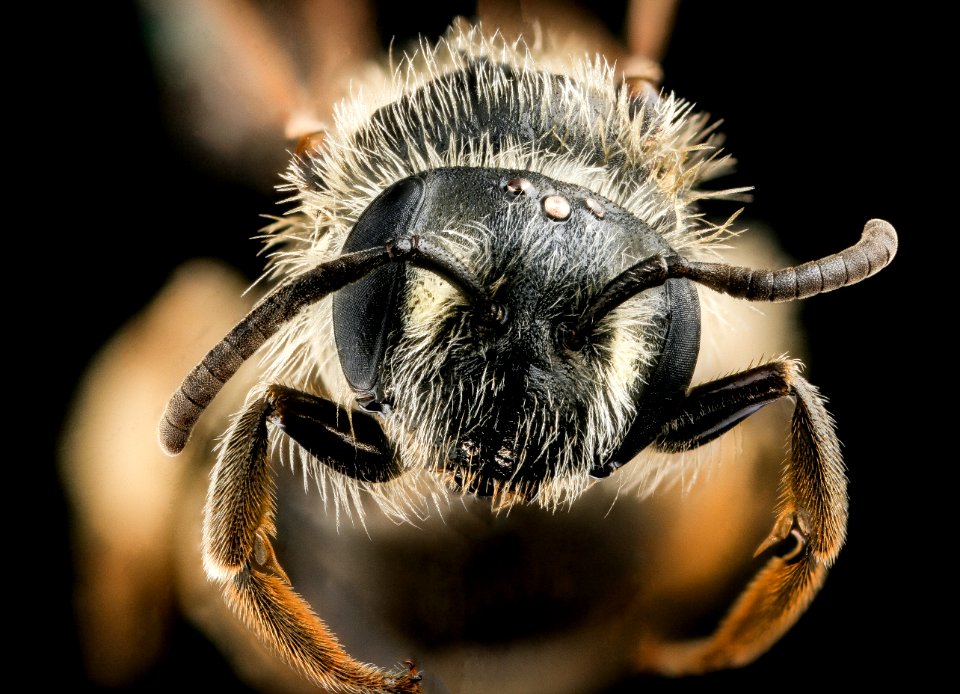 Andrena wheeleri, f