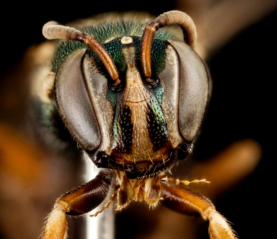 Palaeorhiza species, f, Papau New Guinea, face 2014-11-01-22.33.28 ZS PMax