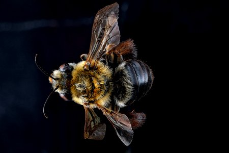 Eucera-rosae,-female,-back 2012-07-25-13.10.12-ZS-PMax photo