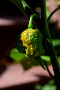 Ripening Carolina reapers