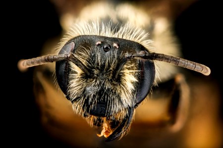 Andrena thaspii, f, face, Washington Co., VA 2018-05-29-15.11