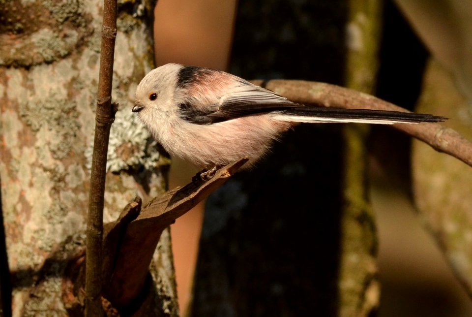 Aegithalos caudatus