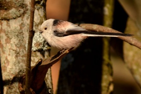 Aegithalos caudatus