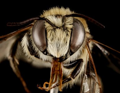 Lithurgus tibialis, M, Face, Greece, Aegean Islands, Lesvos, Moria 2015-03-06-12.08.13 ZS PMax photo