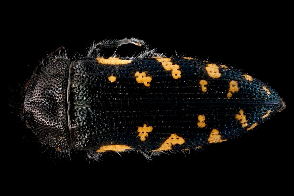 Acmaeodera-ornata,-back 2012-08-07-15.50.23-ZS-PMax