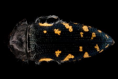 Acmaeodera-ornata,-back 2012-08-07-15.50.23-ZS-PMax