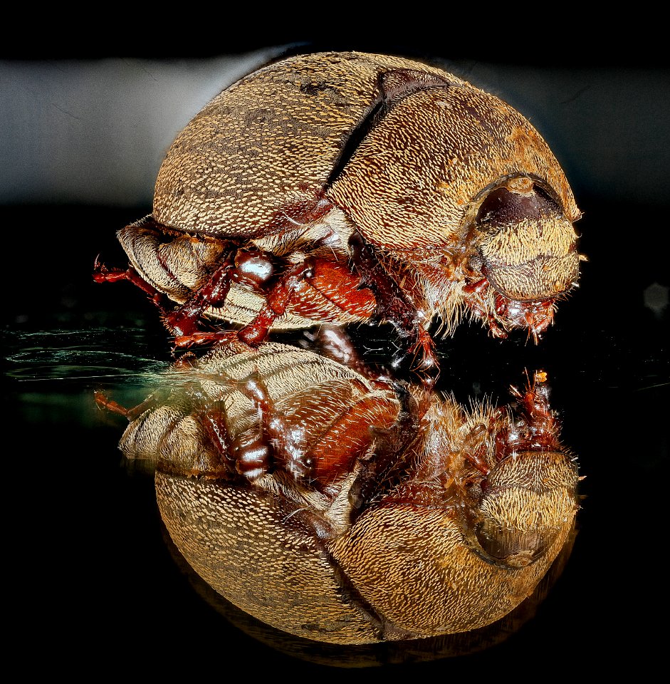 Beetle on glass, U, face, 2013-01-09-14.35.28 ZS PMax
