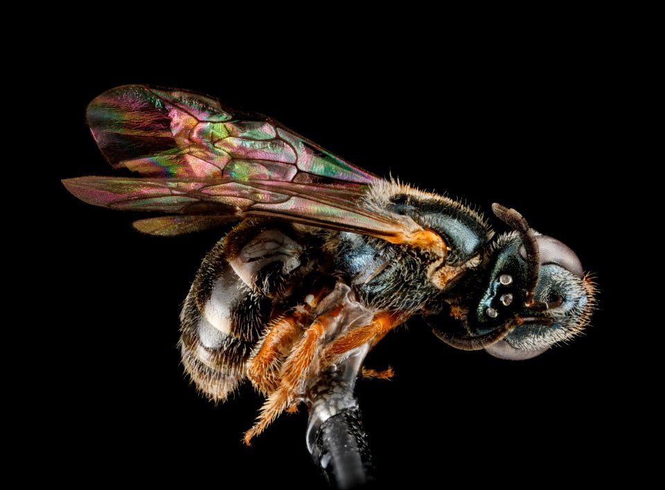 Lasioglossum tarponense, F, side, Florida, St John County 2013-03-04-18.24.20 ZS PMax