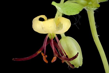 Medeola virginiana 2, Indian Cucumber Root, Howard County, Md, Helen Lowe Metzman 2019-10-23-18.10.19 ZS PMax UDR