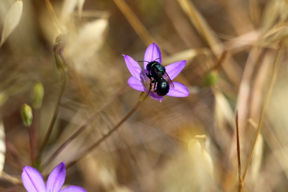 Mason bee on thread-leaved brodiaea plant.