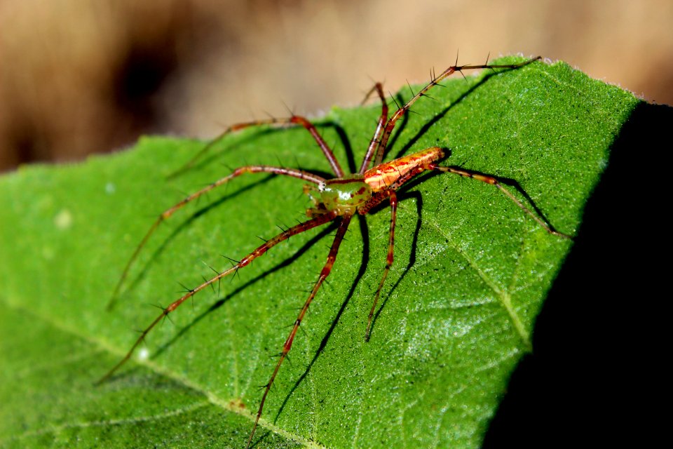 A Lynx Spider warms in the San Bernardino sunshine above East Fork Creek