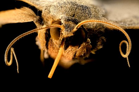 velvetbean caterpillar, moth, face 2014-06-06-11.38.10 ZS PMax
