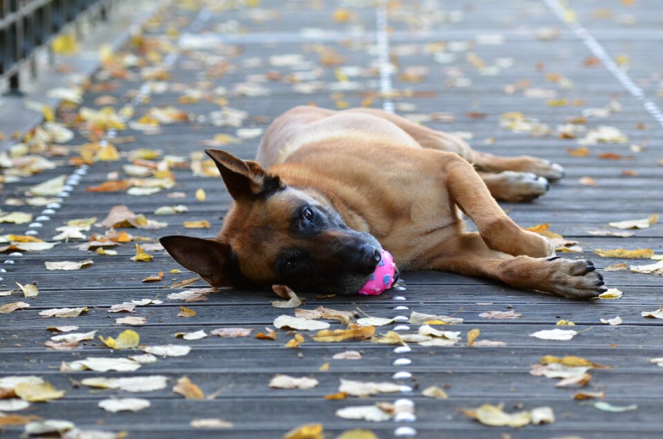 Dog with ball sweet wooden bridge photo