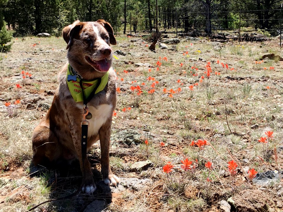 Wildflowers / Felix for Scale