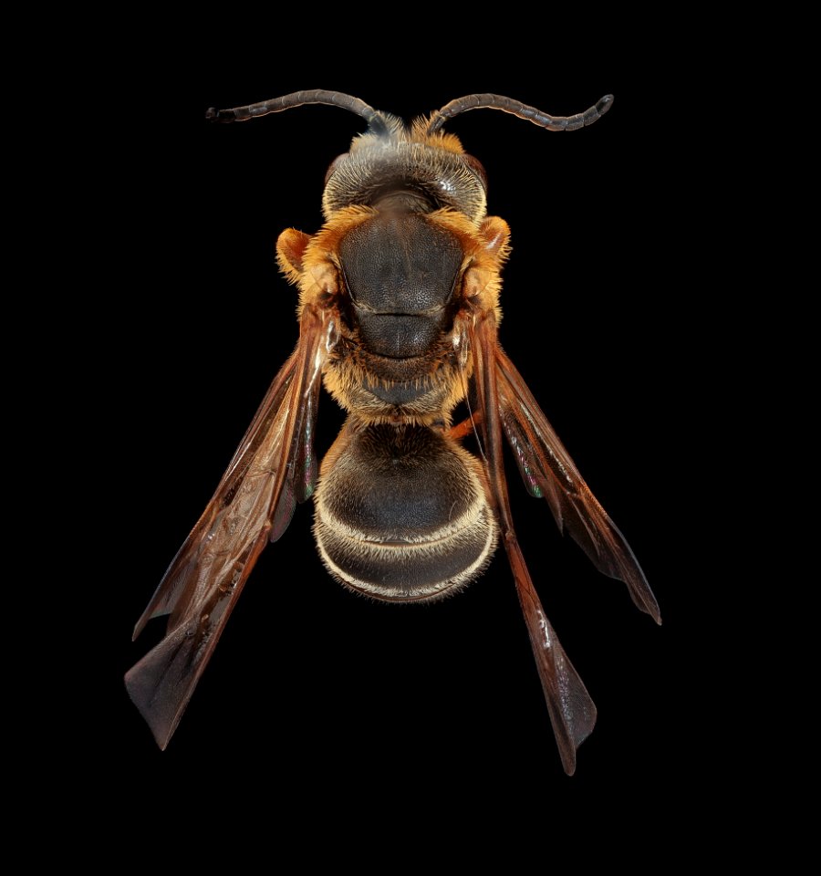 Halictus parallelus, m, back, Prince George's Co, MD 2019-03-21-23.48.08 ZS PMax UDR