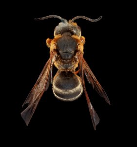Halictus parallelus, m, back, Prince George's Co, MD 2019-03-21-23.48.08 ZS PMax UDR photo