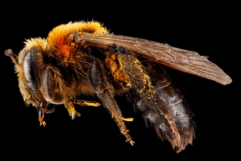 Andrena lupinorum, female, side 2012-08-03-16.45.54 ZS PMax