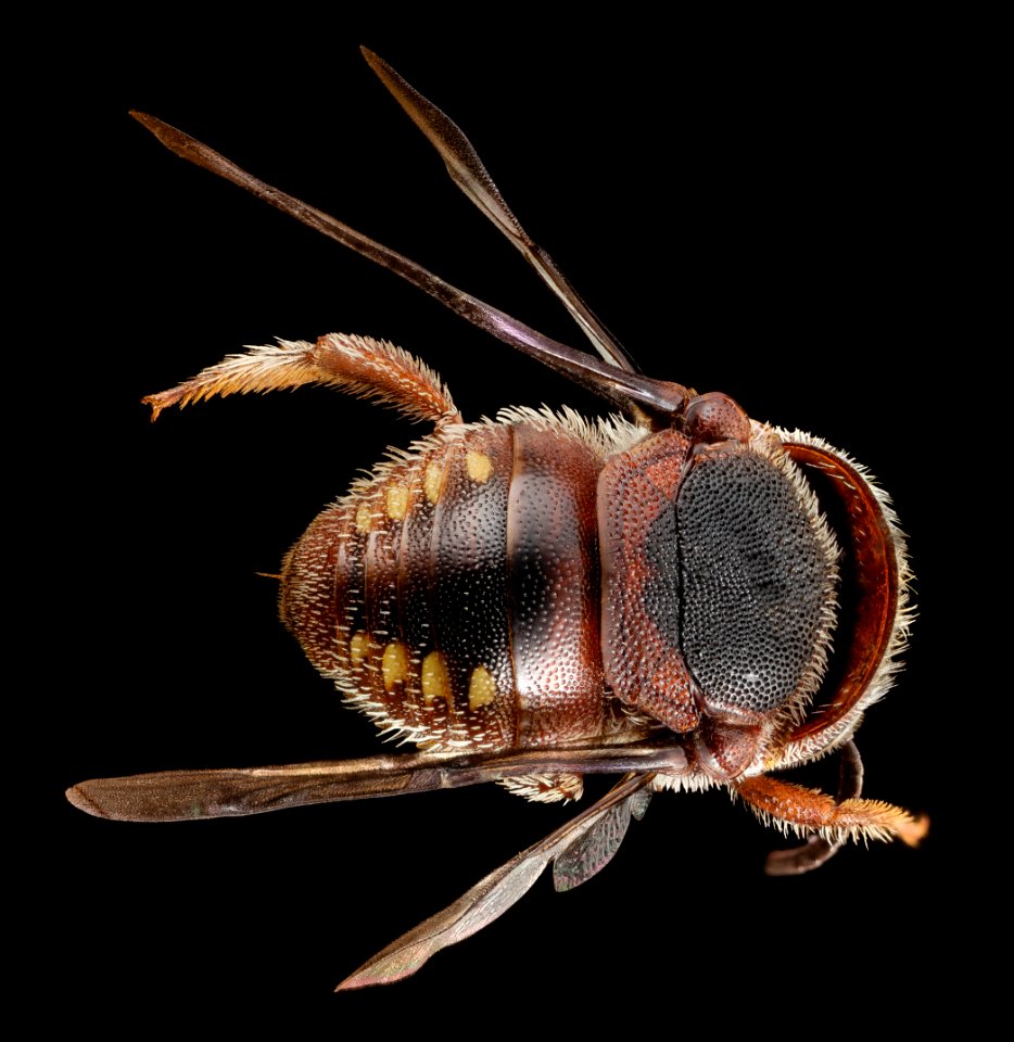 Pachyanthidium aff benguelense, f, 6711f07, angle 2014-08-07-11.16.56 ZS PMax
