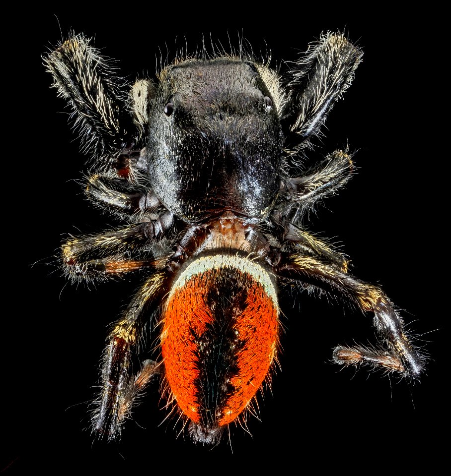 Phidippus clarus, MD, PG County 2013-07-30-16.39.33 ZS PMax photo