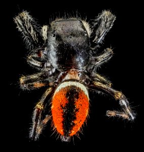 Phidippus clarus, MD, PG County 2013-07-30-16.39.33 ZS PMax photo