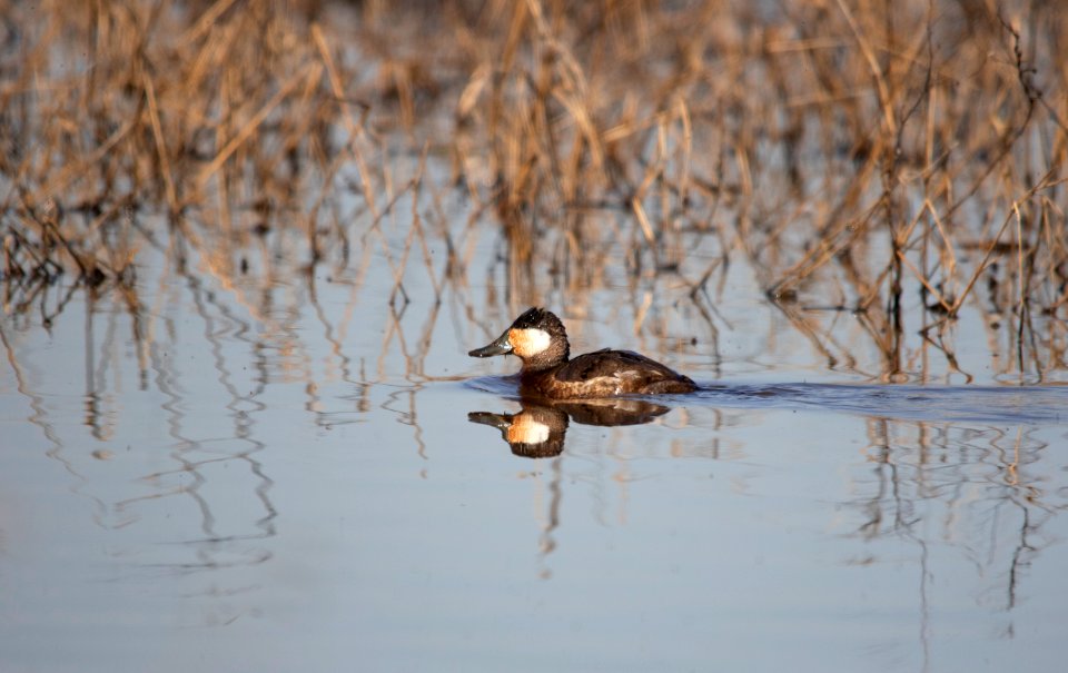 Ruddy duck