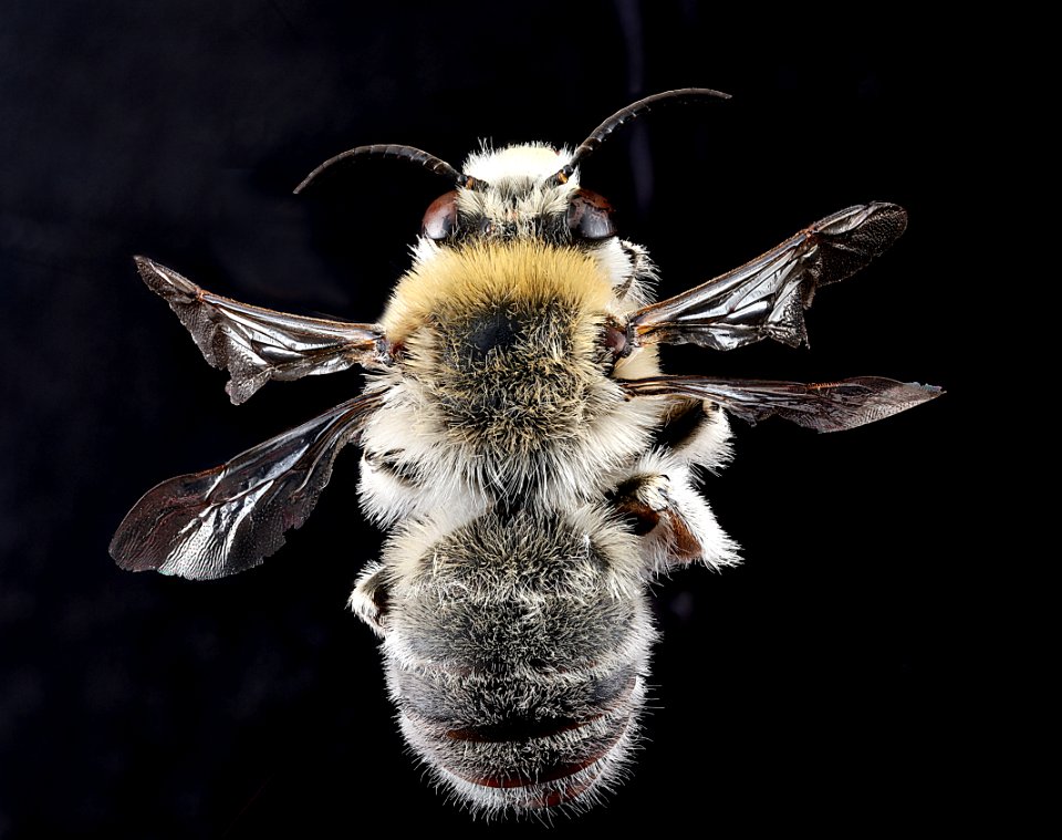 Anthophora-occidentalis,-male,-back 2012-07-06-17.07.16-ZS-PMax
