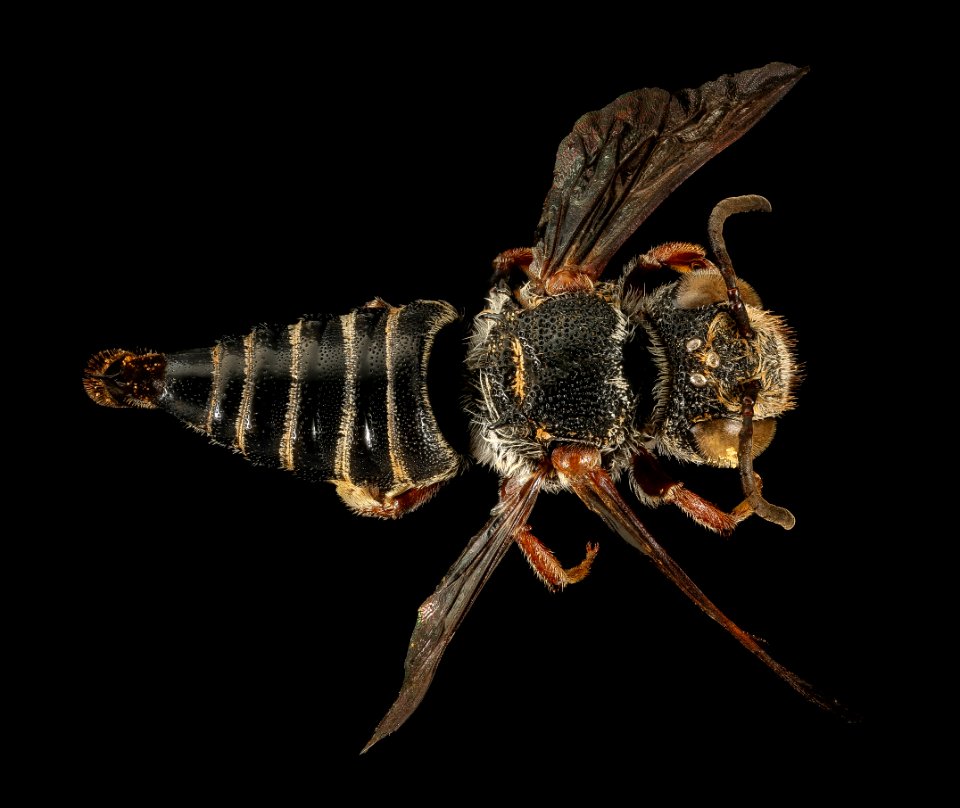Coelioxys obtusiventris, f, back, Clark Co., Rose Pond, CA 2016-03-02-10.59