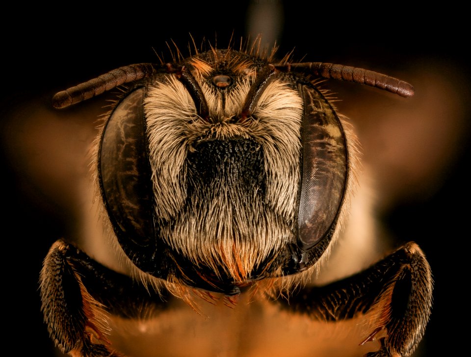 Lithurgus chrysurus, f, face, Pika County, PA 2019-03-22-03.14.00 ZS PMax UDR