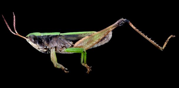 Slant faced grasshopper, left 2020-08-27-15.03.07 ZS PMax UDR