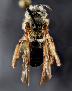 Andrena forbesii, Female, Back, Maryland 2013-05-31-17.55