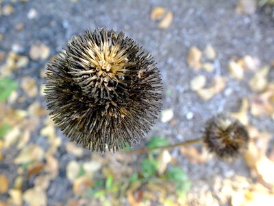 Ripe harvest rustic