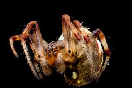 yellow spider, whole 2020-08-27-15.49.12 ZS PMax UDR photo