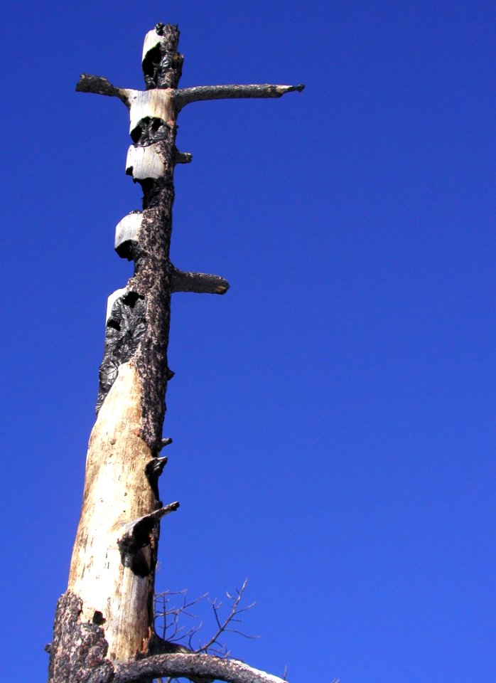 Ponderosa Totem Pole