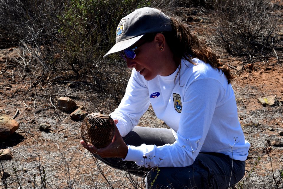 U.S. Fish and WIldlife Service Susan Wynn with Quino release pod