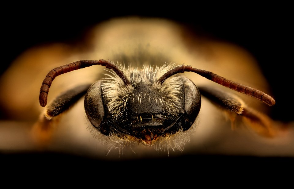 Andrena wilmattae, f, face, Pennington Co., SD 2018-08-10-13.41.08 ZS PMax UDR