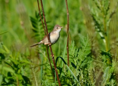 Sylvia communis