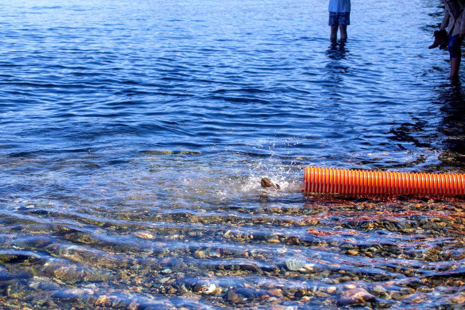 Lahontan cutthroat trout stocking, Lake Tahoe