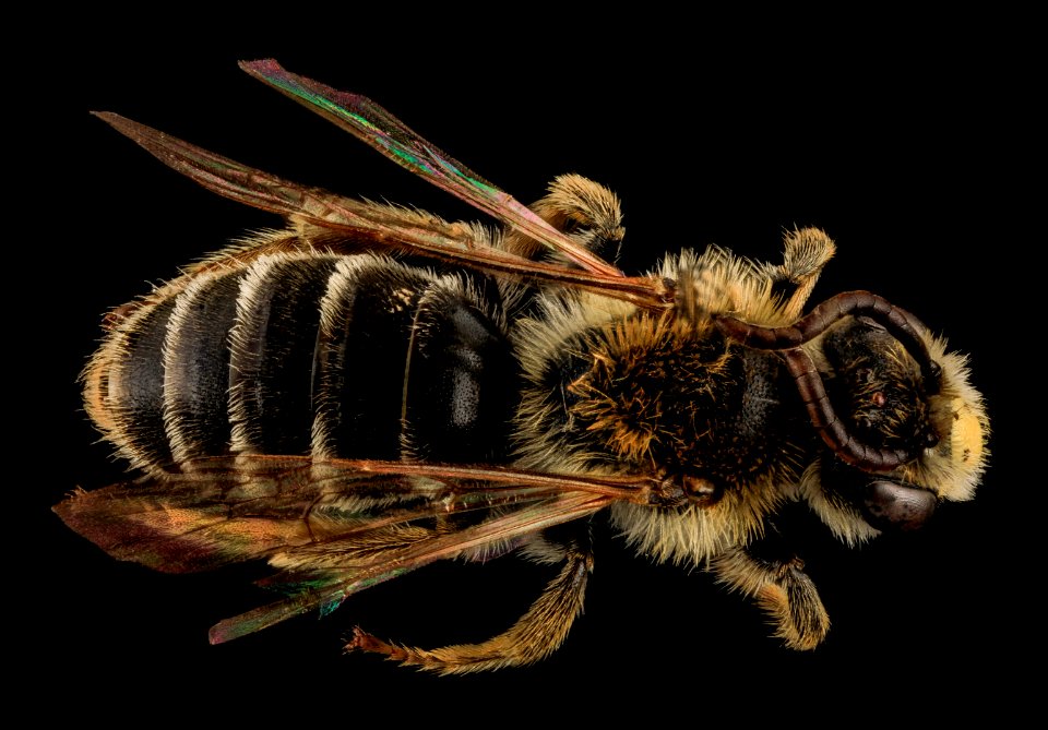 Andrena cragini, M, Back, SD, Pennington County 2013-09-06-13.54.52 ZS PMax