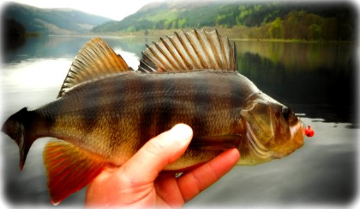 Fishing in Scotland photo