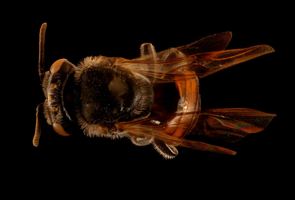 Meliplebeia  beccarii, f, back, Frederick Co., MD 2018-08-15-16.45.03 ZS PMax UDR