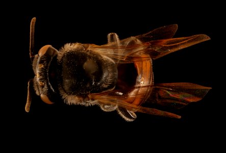 Meliplebeia  beccarii, f, back, Frederick Co., MD 2018-08-15-16.45.03 ZS PMax UDR