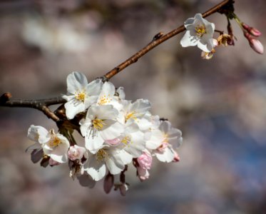 20170322-APHIS-LSC-0008